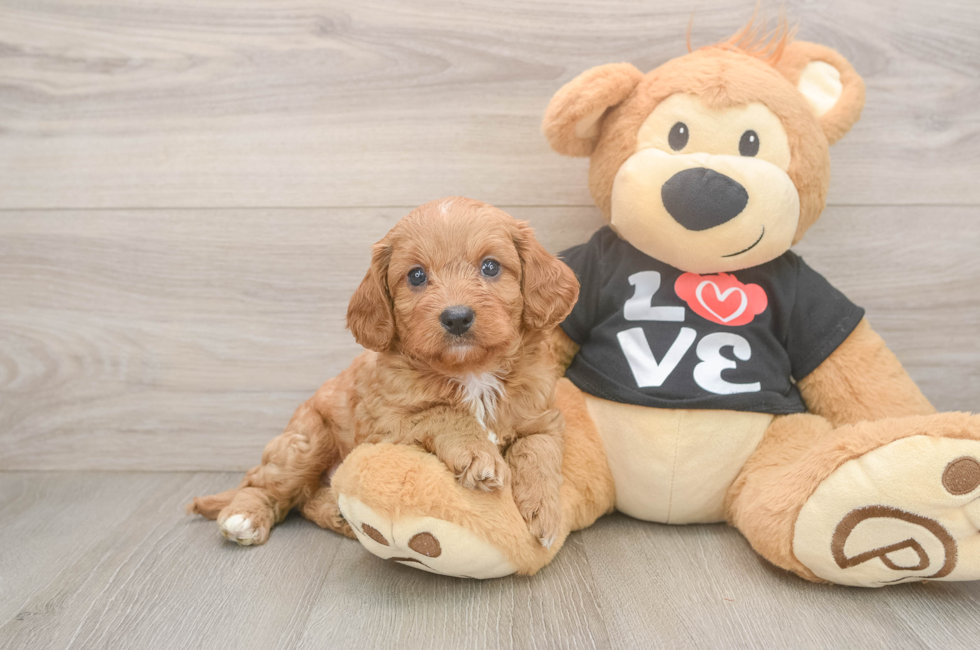 5 week old Cavapoo Puppy For Sale - Seaside Pups