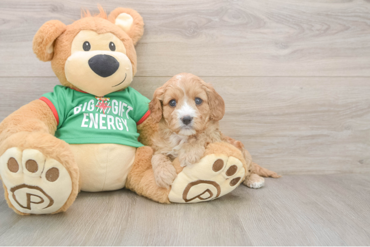 Cavapoo Puppy for Adoption
