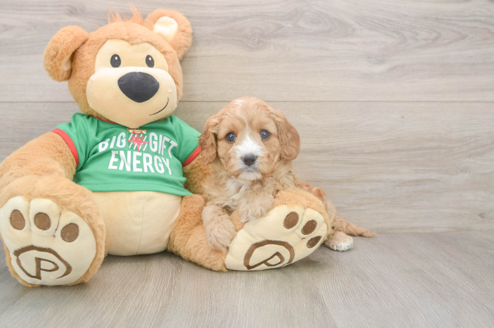 5 week old Cavapoo Puppy For Sale - Seaside Pups