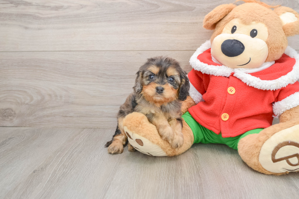 Petite Cavapoo Poodle Mix Pup