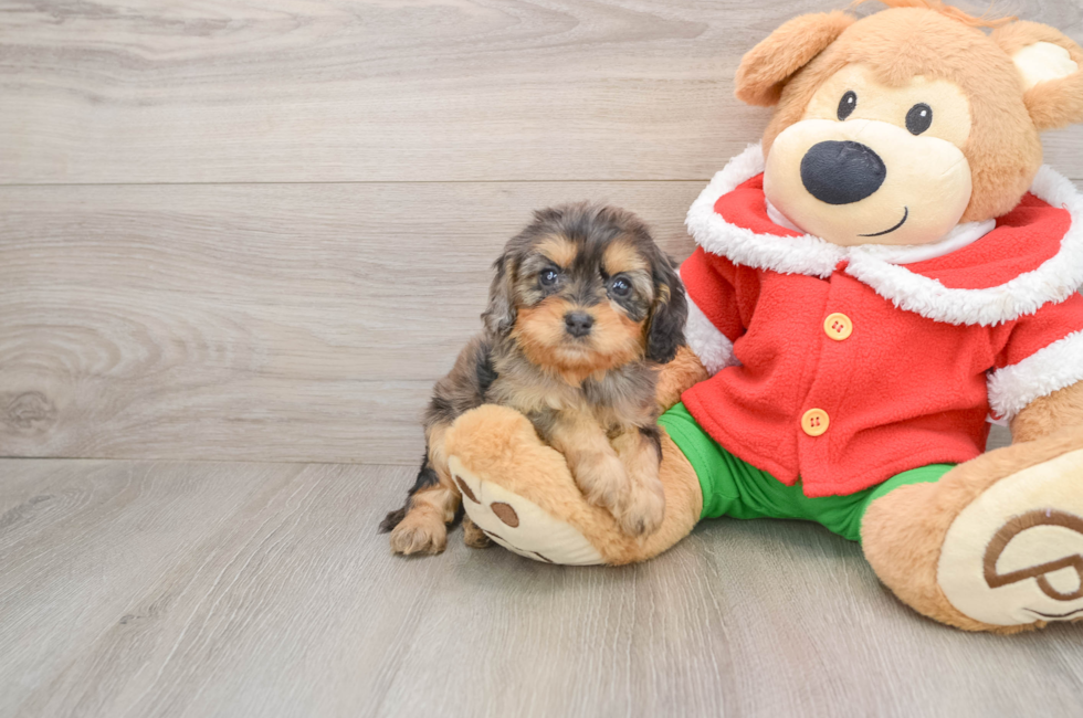 5 week old Cavapoo Puppy For Sale - Seaside Pups