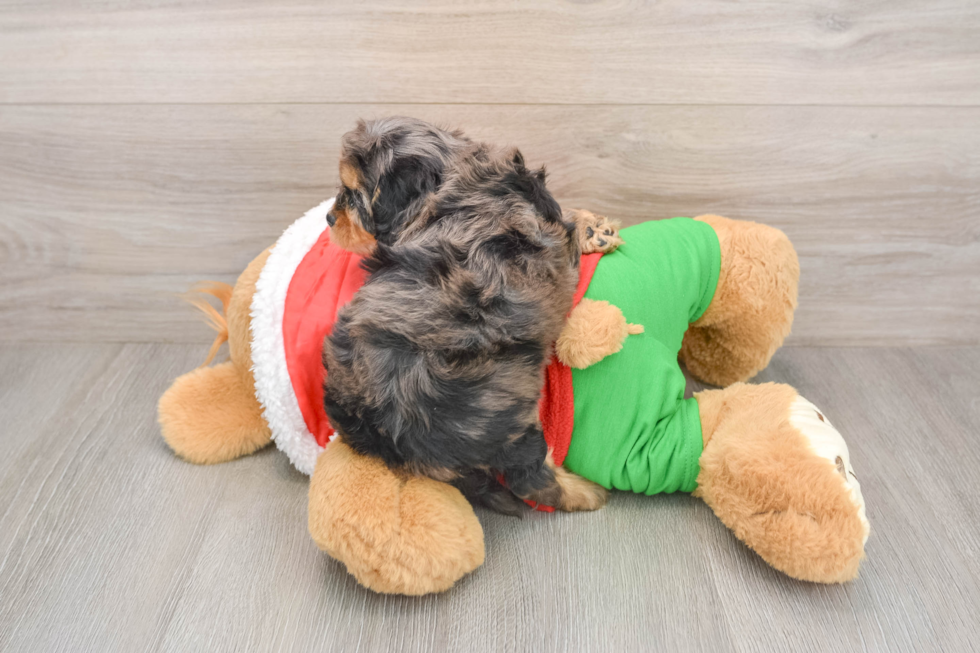 Smart Cavapoo Poodle Mix Pup
