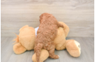 Best Cavapoo Baby