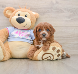 5 week old Cavapoo Puppy For Sale - Seaside Pups