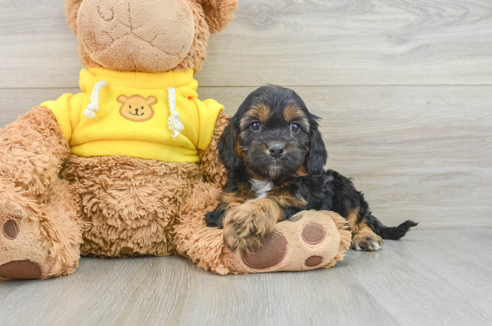 8 week old Cavapoo Puppy For Sale - Seaside Pups