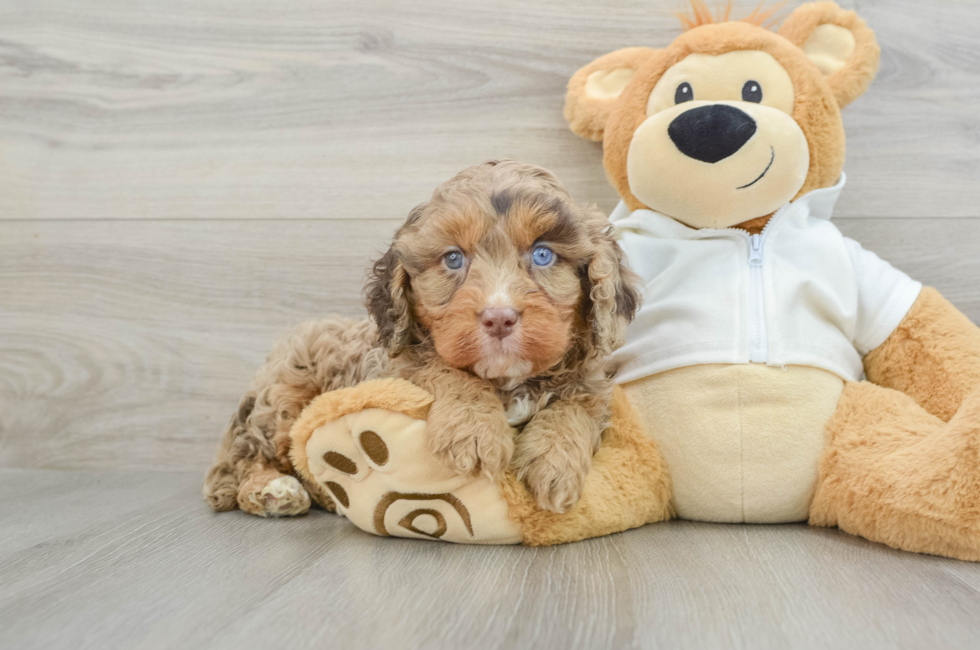 7 week old Cavapoo Puppy For Sale - Seaside Pups