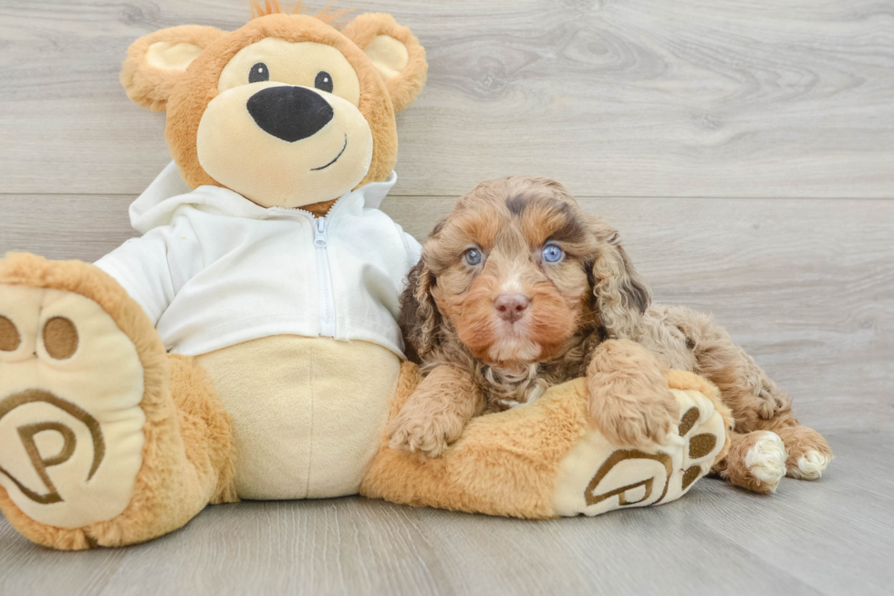 Funny Cavapoo Poodle Mix Pup