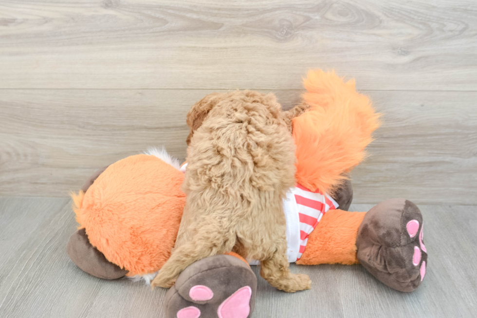 Cavapoo Puppy for Adoption