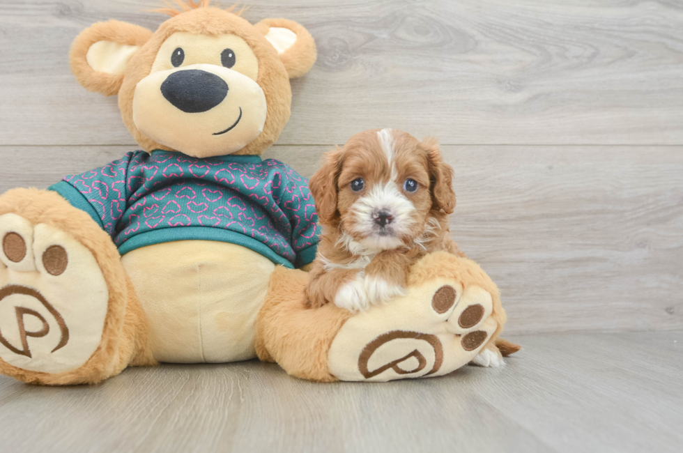 6 week old Cavapoo Puppy For Sale - Seaside Pups