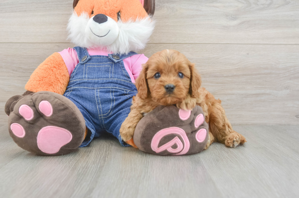 5 week old Cavapoo Puppy For Sale - Seaside Pups