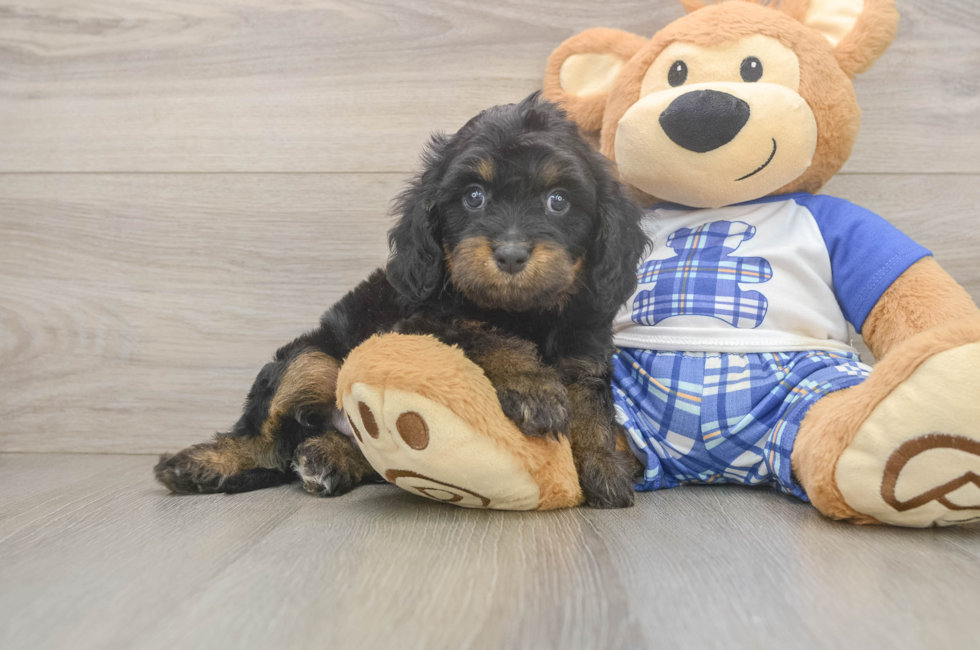 6 week old Cavapoo Puppy For Sale - Seaside Pups