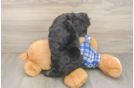 Happy Cavapoo Baby