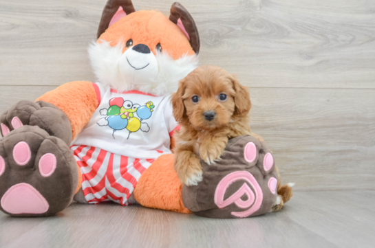 Funny Cavapoo Poodle Mix Pup