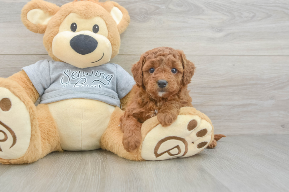 6 week old Cavapoo Puppy For Sale - Seaside Pups