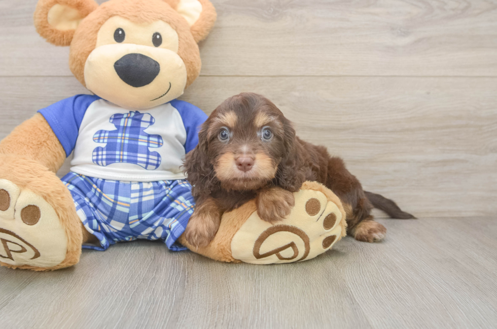 6 week old Cavapoo Puppy For Sale - Seaside Pups