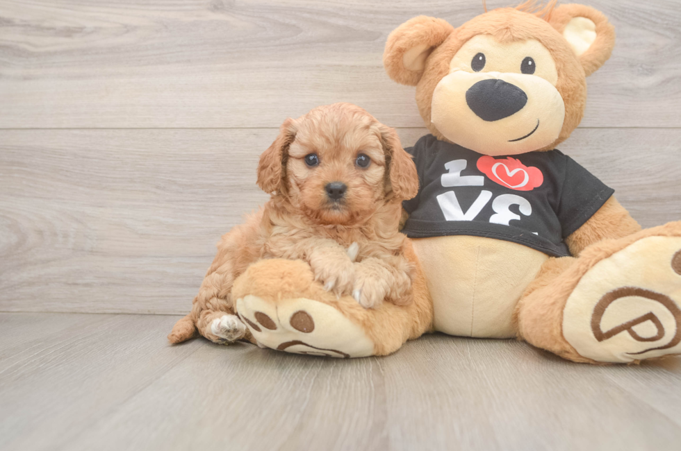 5 week old Cavapoo Puppy For Sale - Seaside Pups