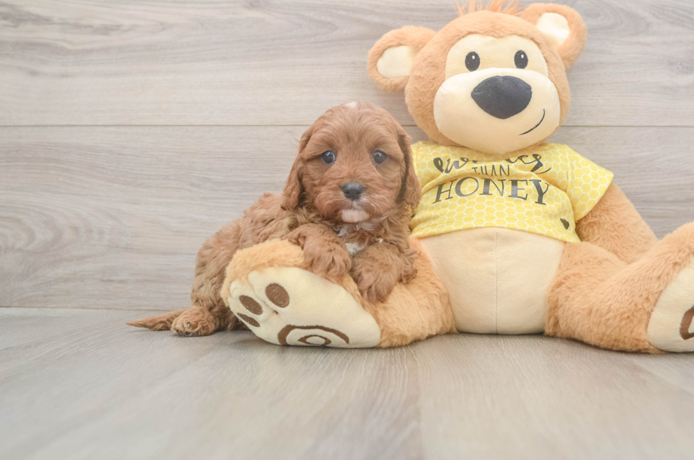 5 week old Cavapoo Puppy For Sale - Seaside Pups