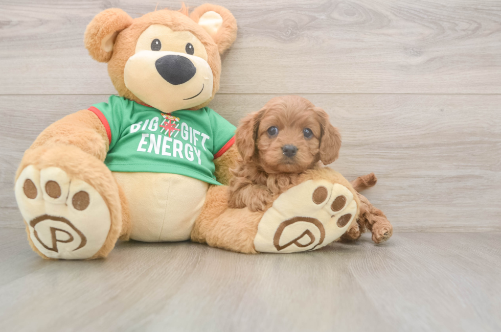 5 week old Cavapoo Puppy For Sale - Seaside Pups
