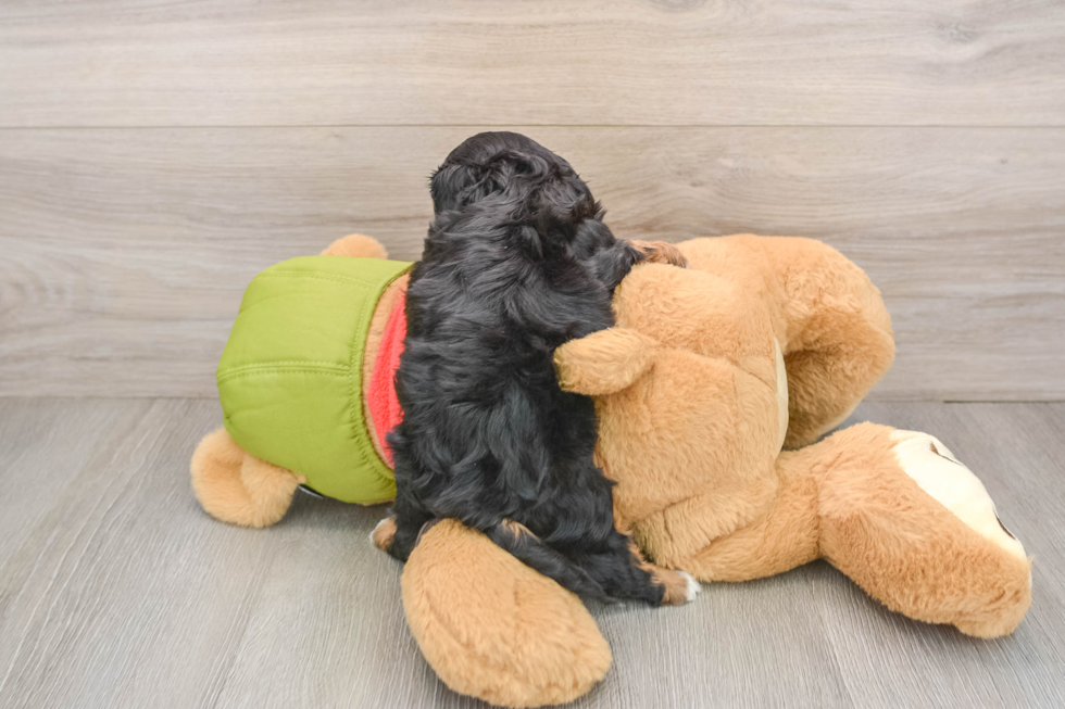 Cavapoo Pup Being Cute
