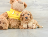 7 week old Cavapoo Puppy For Sale - Seaside Pups