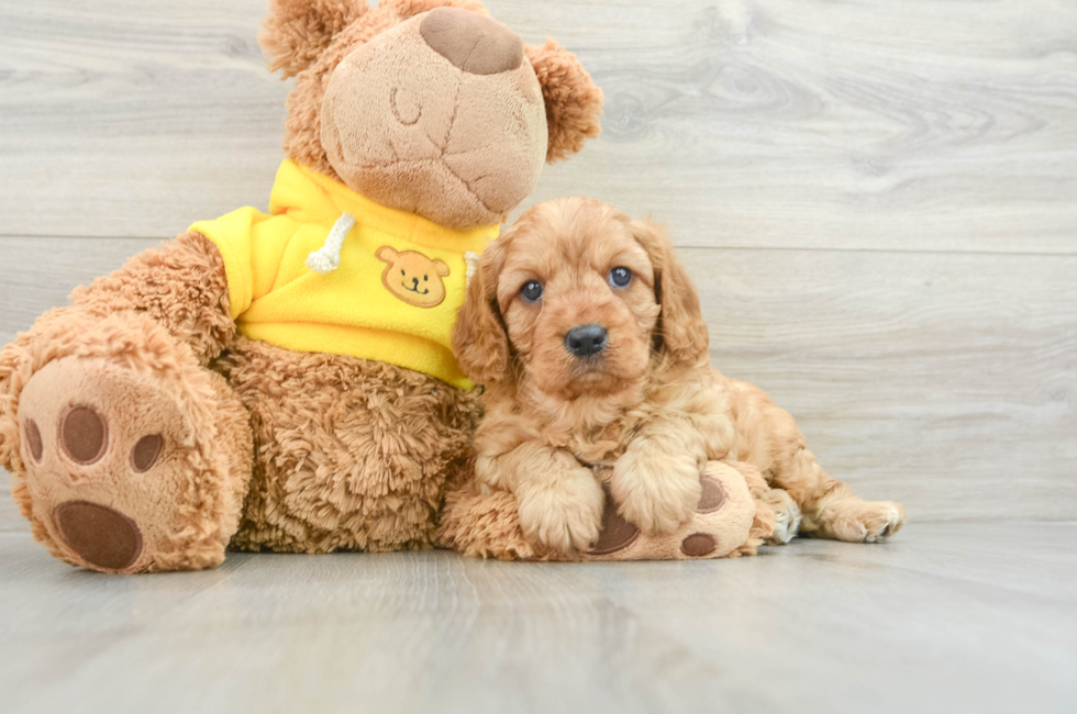 7 week old Cavapoo Puppy For Sale - Seaside Pups