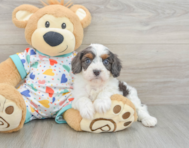 7 week old Cavapoo Puppy For Sale - Seaside Pups