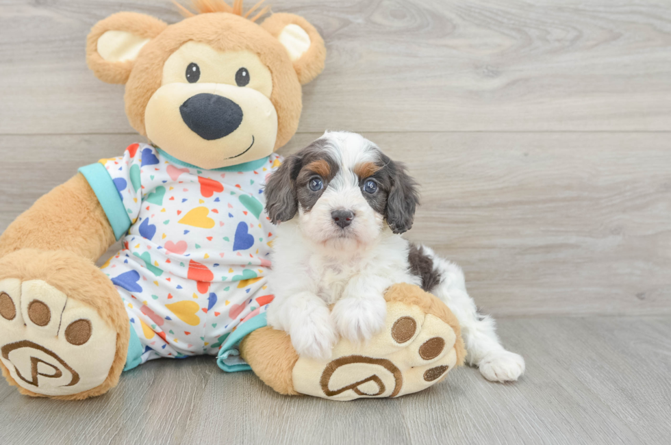 6 week old Cavapoo Puppy For Sale - Seaside Pups