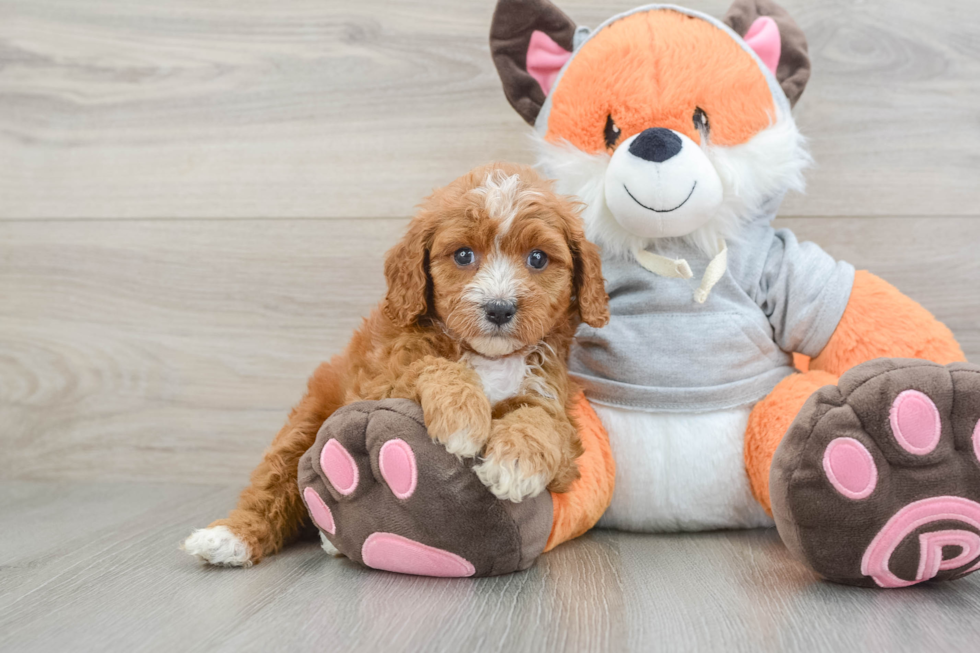 Best Cavapoo Baby