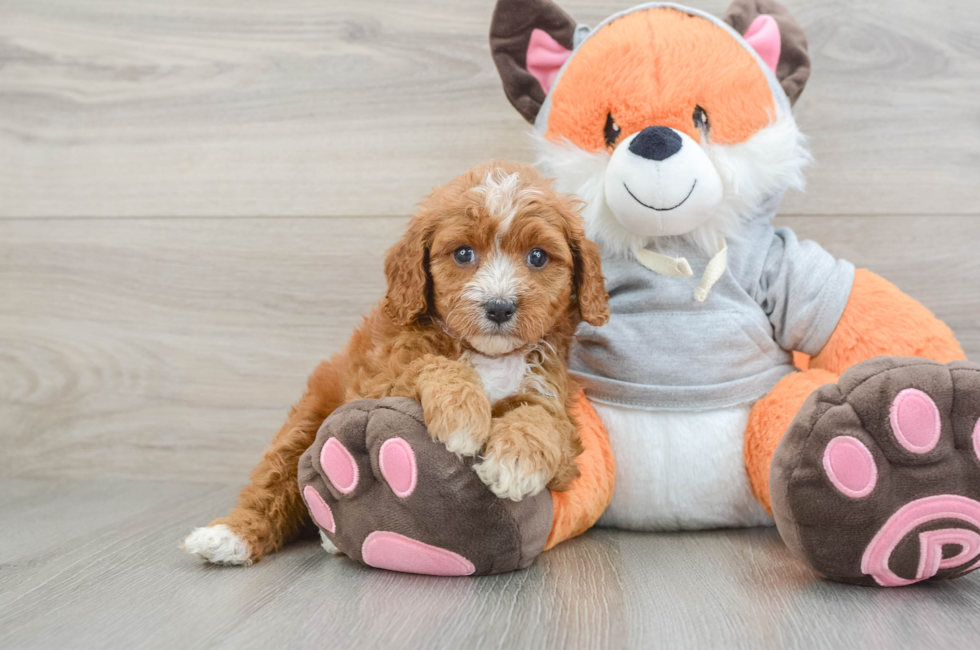 5 week old Cavapoo Puppy For Sale - Seaside Pups