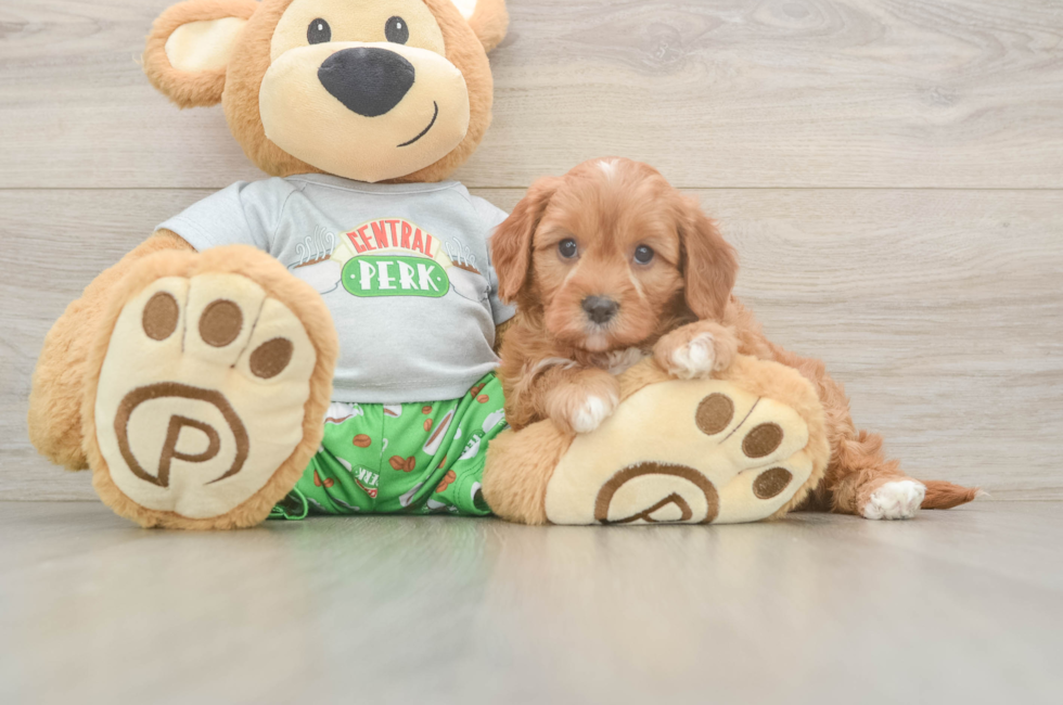 5 week old Cavapoo Puppy For Sale - Seaside Pups