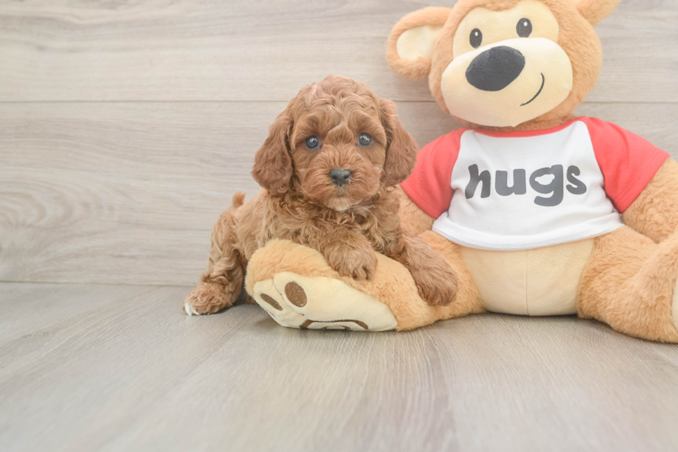 Best Cavapoo Baby