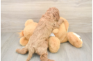 Small Cavapoo Baby
