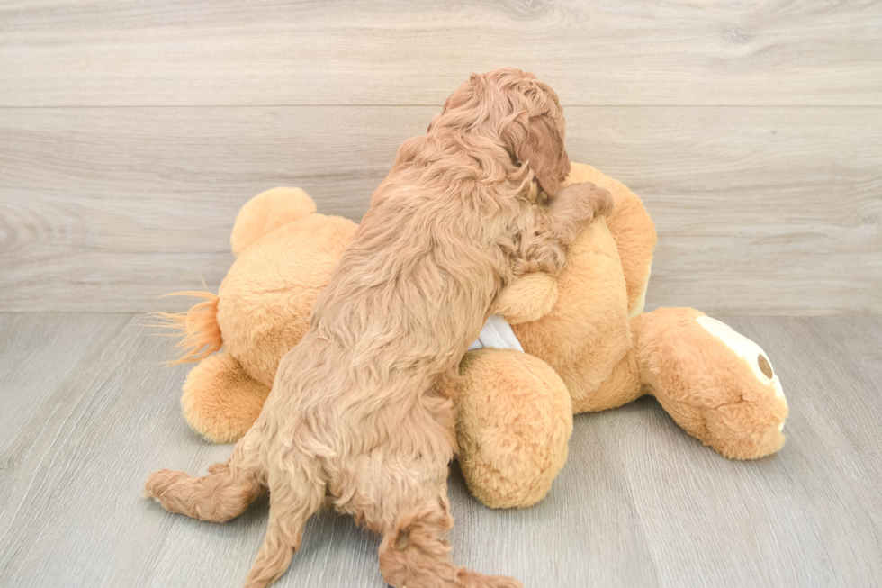 Small Cavapoo Baby