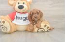 Friendly Cavapoo Baby
