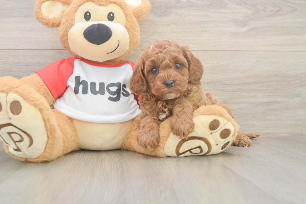 Friendly Cavapoo Baby