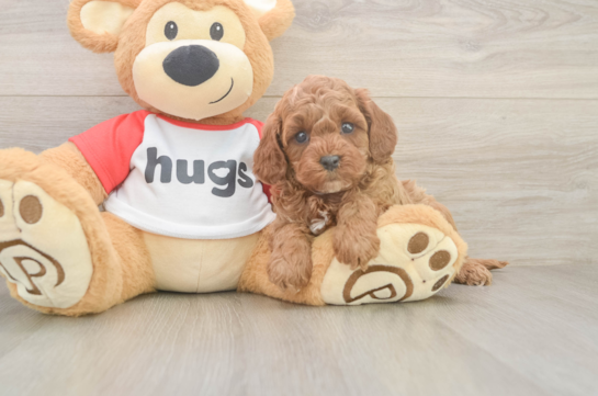Friendly Cavapoo Baby