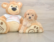 7 week old Cavapoo Puppy For Sale - Seaside Pups