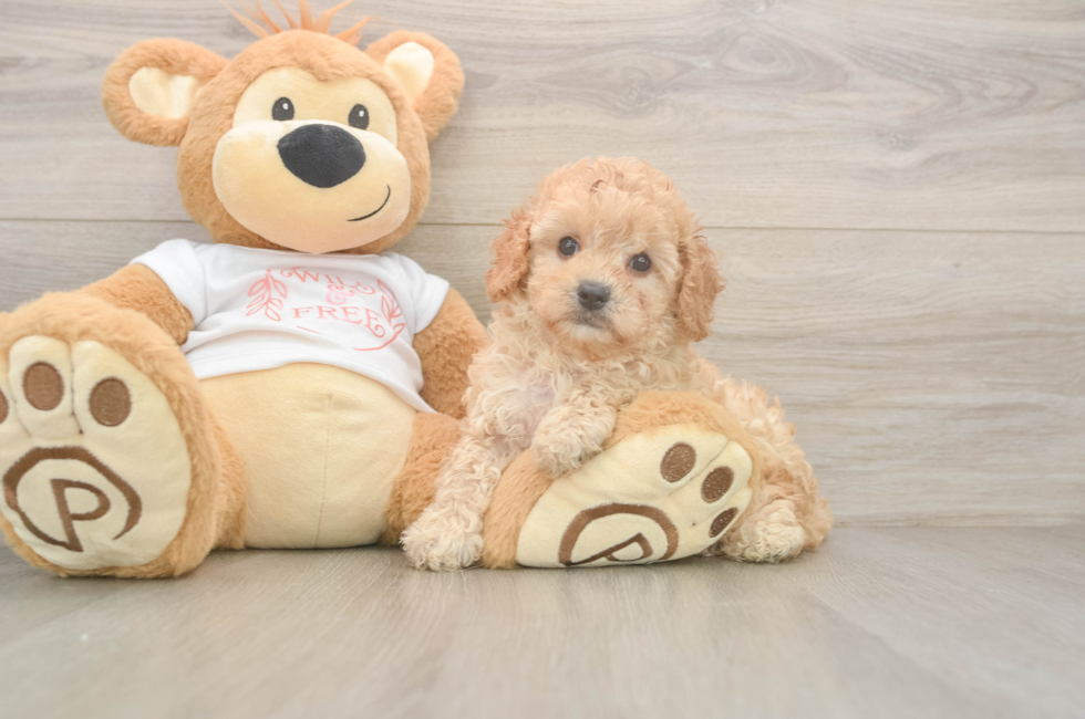 6 week old Cavapoo Puppy For Sale - Seaside Pups