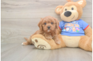 Cavapoo Pup Being Cute