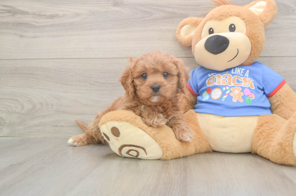 5 week old Cavapoo Puppy For Sale - Seaside Pups