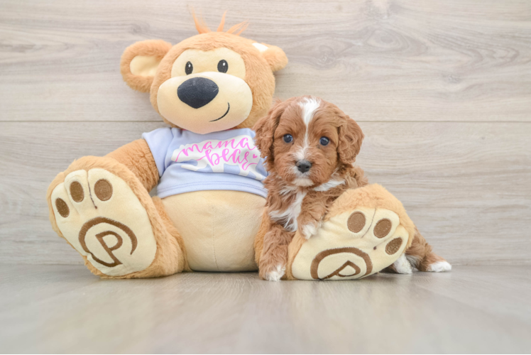 Cavapoo Pup Being Cute
