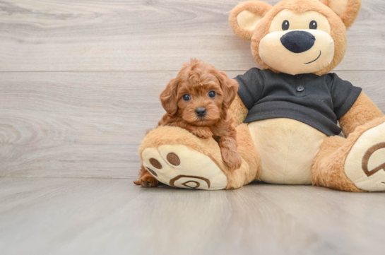 Little Cavipoo Poodle Mix Puppy