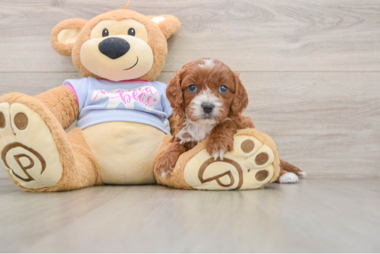 Cavapoo Puppy for Adoption