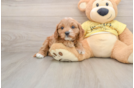 Cavapoo Puppy for Adoption