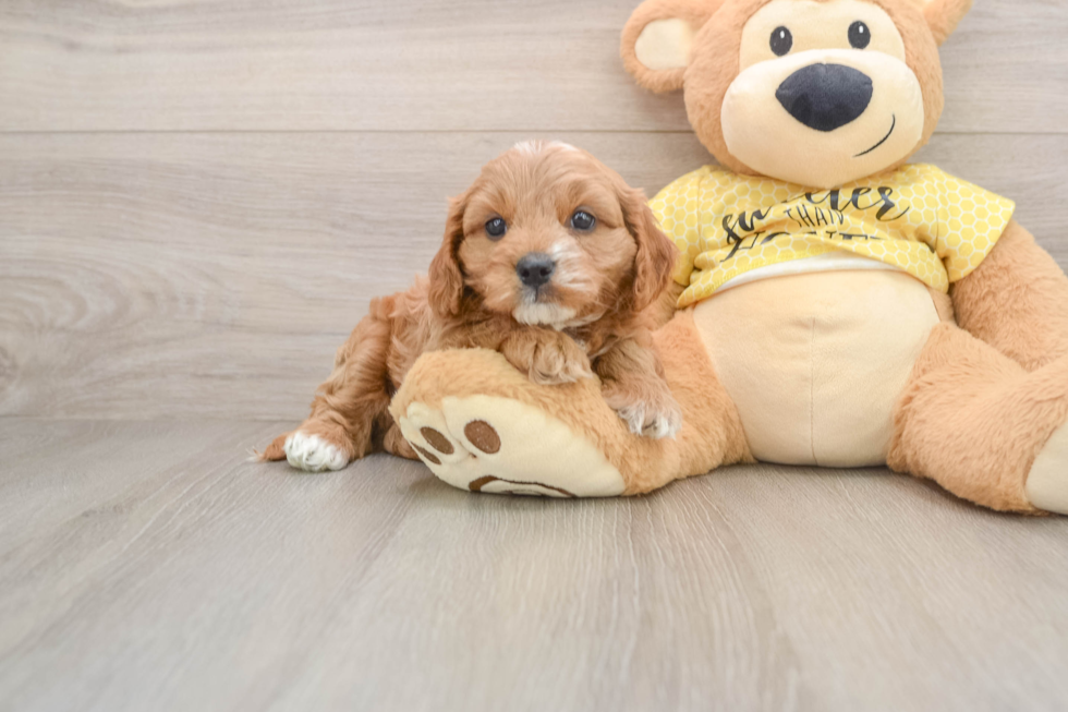Cavapoo Puppy for Adoption