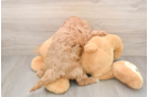 Adorable Cavalier King Charles Spaniel and Poodle Mix Poodle Mix Puppy