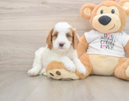 8 week old Cavapoo Puppy For Sale - Seaside Pups