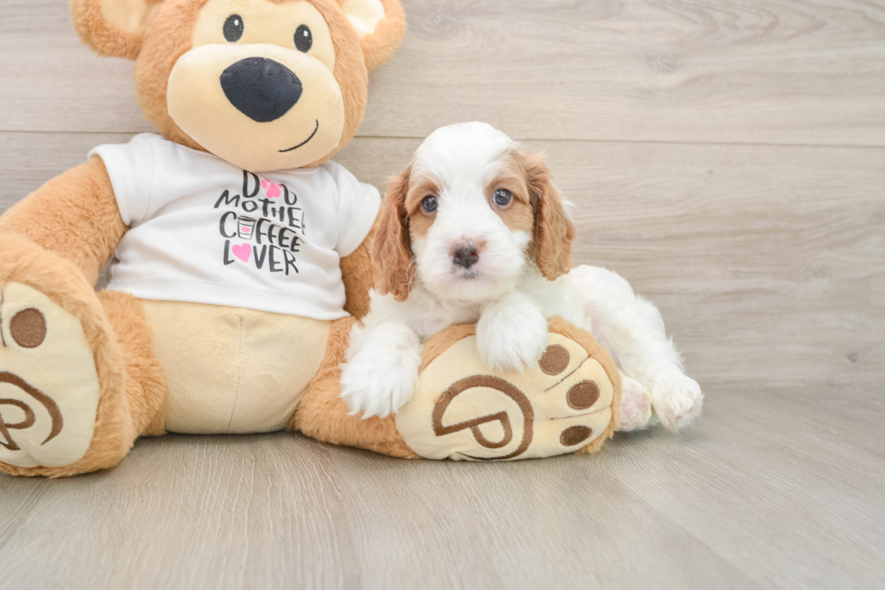 Small Cavapoo Baby