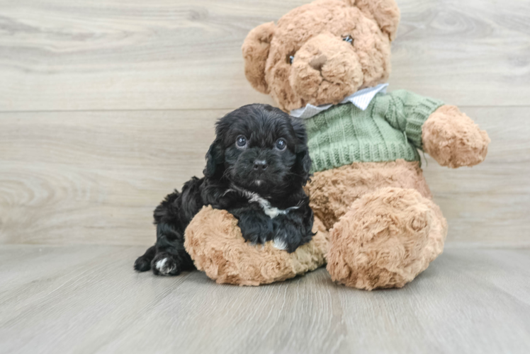 Playful Cavapoodle Poodle Mix Puppy