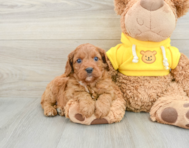 8 week old Cavapoo Puppy For Sale - Seaside Pups